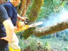 kucuk/a/AGACBUDAMAKESIMISLERI(1)-20130511012703.jpg